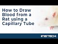 How to draw blood from a rat using a capillary tube