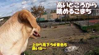 フリードッグランでマイペースに遊ぶラブラドールレトリバー【こまちの日常動画】