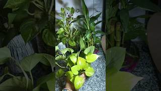 money plant grow beautifully in water #shortsvideo #playstation #plantslovers