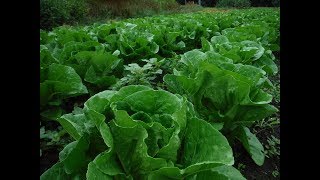 【ヤヤキタ農園】２０１７年１０月下旬のお野菜♪