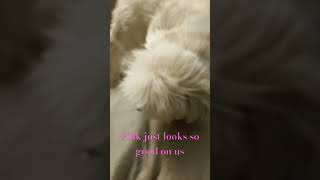 Pink just looks so good on us #cool #funny #silly #dogs #cute #barbie