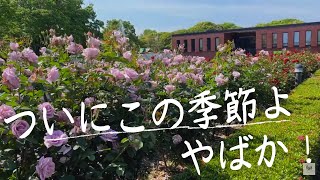 祭りが始まった！この季節を待ってたんだ！石橋文化センター春のバラ祭り【園芸】