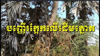 បញ្ញើរក្អែកលើដើមត្នោត(សក្ដិសិទ្ធិ)