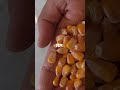 sale agriculture sandhu farm farming maize