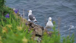 JG☆☆☆ 4K HDR 北海道 知床 オロンコ岩の花と海鳥 Hokkaido,Shiretoko Oronkoiwa Wild Flowers and Birds