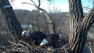 Decorah Eagles 11-1-18 UME-2 fly-around \u0026 landing, Mom arrives with stick