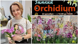 Зимний ОРХИДИУМ 2024🌺 Выставка-продажа орхидей в Москве | Много интересных орхидей + новые продавцы🥰