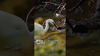 Top Heron Attack #shorts #heron #attack #animalsvideo