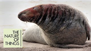 Seals, sand and sex: 400,000 seals return to Sable Island every year to breed | The Nature of Things