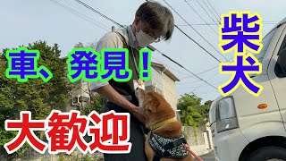 【柴犬】大興奮で大歓迎！車でわかっちゃう