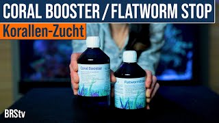 Acro Eating Flatworms?! Try These Tips And KZ Flatworm Stop \u0026 Coral Booster In Your Reef Tank FIRST.