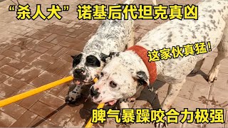 【姚三马】杀人犬诺基后代坦克真凶猛，脾气暴躁咬合力极强，不愧是犬王后代