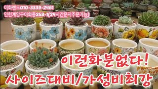 대박가격/육이분/분갈이흙드려요/구경오세요     이화랜드010-3339-2461