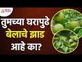 What are the benefits of bela tree? Benefits of Bael Tree | Bael Plant Advantages | Important of Bael