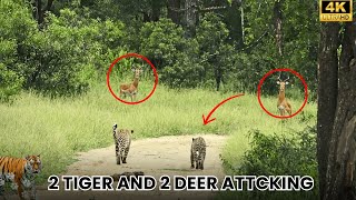 2 tiger attacking 2 deer/#animals