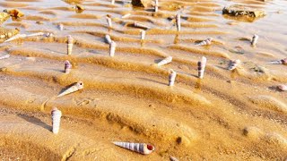 Niu Niu came to the sea and encountered a large snail. No one picked it up. He picked up more than