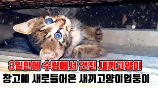 #3일만에창고수렁에서나온새끼고양이#울면서밥먹는새끼고양이#창고에들어온새끼고양이업둥이