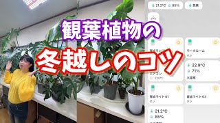 観葉植物の冬越しのコツ！そうか、日照時間も大切 #園芸用品 #houseplants #植物のある暮らし #plants #観葉植物