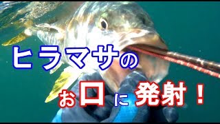 ヒラマサのお口の中に銛発射！／クエ・キジハタ？【魚突き】【ならぎょEp.10】