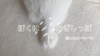 飼い主はかぎしっぽでペシペシされています🐱