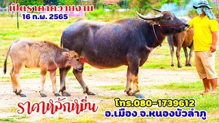 16 ก.พ.2565 เปิดราคาควายงาม แม่ลูก แม่พันธุ์ ราคาหลักหมื่น เริ่มที่ 47 คะแนน อ.เมือง จ.หนองบัวลำภู