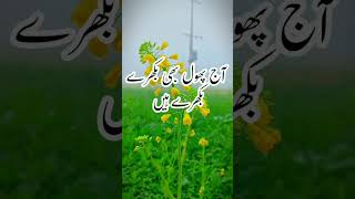 aj halki halki Barish bi ha#shortvideo #shorts #