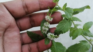 Mint Pudina Flowers. How To Grow Mint Plants Perfectly in All Season