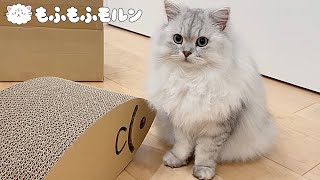 猫に魚をプレゼントしてみました 【サイベリアン】