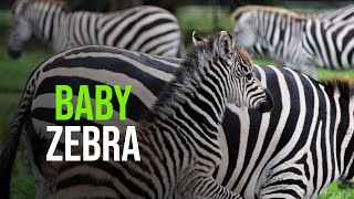 Christmas Day Zebra Foal for Lion Country Safari