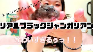 【リアルブラックジャンガリアンハムスター】キャンベルじゃないぞっ！僕はジャンガリアンハムスターの黒色だぞ！