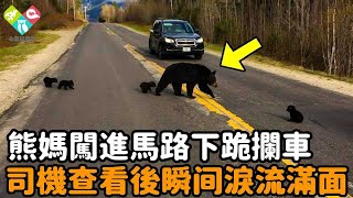 熊媽闖進馬路下跪攔車，司機好奇下車查看，隨後眼前的場景讓他淚流滿面...