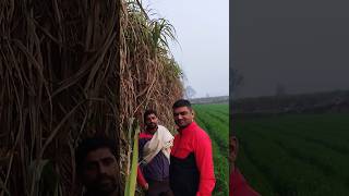 PB95 गन्ना किस्म pb95 sugarcane variety #shortvideo #agro #viral #villagelife #PB95