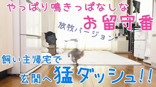 20分のお留守番で感動の再会を演出できる子猫【保護猫・生後94日】kitten reuniting with excitement in 20 minutes ~stay at home~