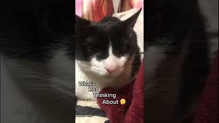 Tuxskateers Short 77 #tuxskateers #shorts #pets #cats #kitten #tiktok #instagram #youtube