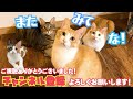 うちの猫たちが不思議なほど仲が良すぎる…？ 猫同士が仲良くなるための秘訣を紹介します！！【猫の多頭飼い】