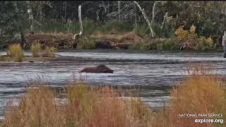 Our Fave Horse/Bear Hybrid Fishes Down River (explore.org RW cm) 9.25.24