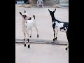 ਟੋਪ ਦੇ ਨਗੀਨੇ ਦੇਖੋ ਬਾਈ ਜੀ goat songpunjabi beautiful funny viralvideo sidhu gulabsidhu