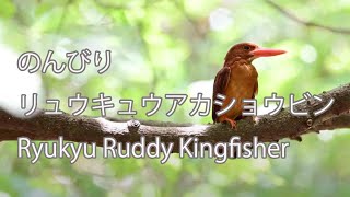 【のんびり】リュウキュウアカショウビン Ryukyu Ruddy Kingfisher