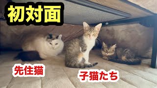 初めて会う先輩猫に緊張して猫集会してしまう子猫たち