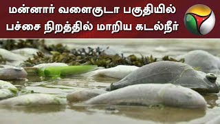 மன்னார் வளைகுடா பகுதியில் பச்சை நிறத்தில் மாறிய கடல்நீர் | Sea | Ramanathapuram Sea