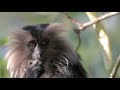 the kingdom of lion tailed macaque 2019 wcff trailer