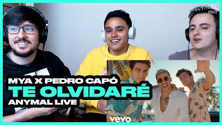 [Reacción] MYA, Pedro Capó - Te Olvidaré  -  ANYMAL LIVE 🔴