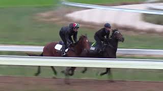 Flying Mascot - 30th April 2020 Track Gallop