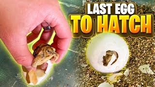 You Won't Believe This Baby Tortoise Is Alive!!!
