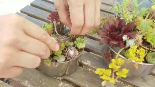 Maintenance and  Propagation Potted Succulent