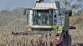 Claas Lexion 650 - Kukurica / Corn / Kukurydza