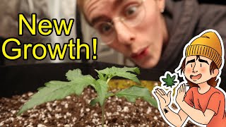 Growing Autoflowers | Ep. 7 (Seedling Check-Up)