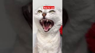 Chatur billi 🤯😱/चतुर बिल्ली ❓🤔#shorts #cat #funny #comedy #youtube