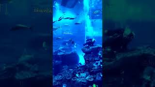 Best place to visit in Dubai | Dubai Aquarium and underwater zoo