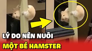 Lý do nên nuôi 1 chú chuột Hamster ĐÁNG YÊU trong nhà 😍 | Yêu Lu